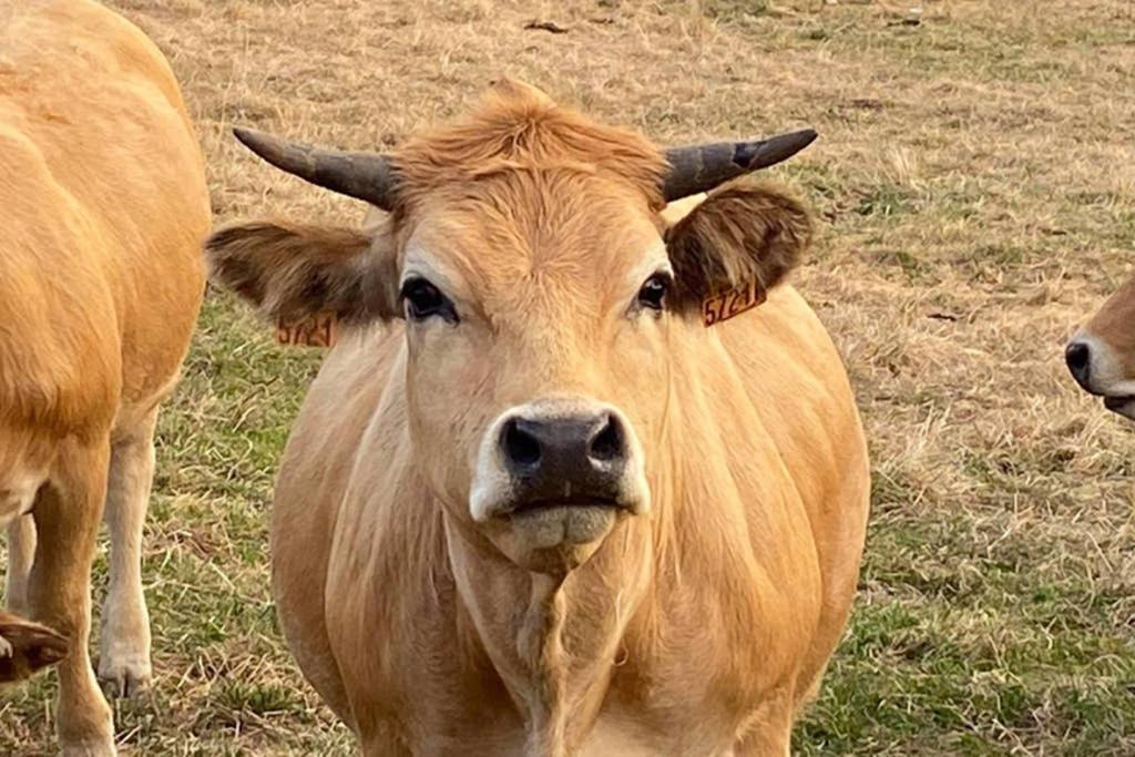 Willa Fontanies en Aubrac Laguiole Zewnętrze zdjęcie